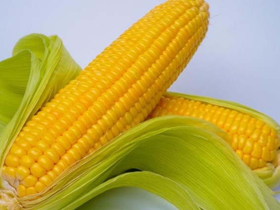 Jagung Manis - Tes KBD