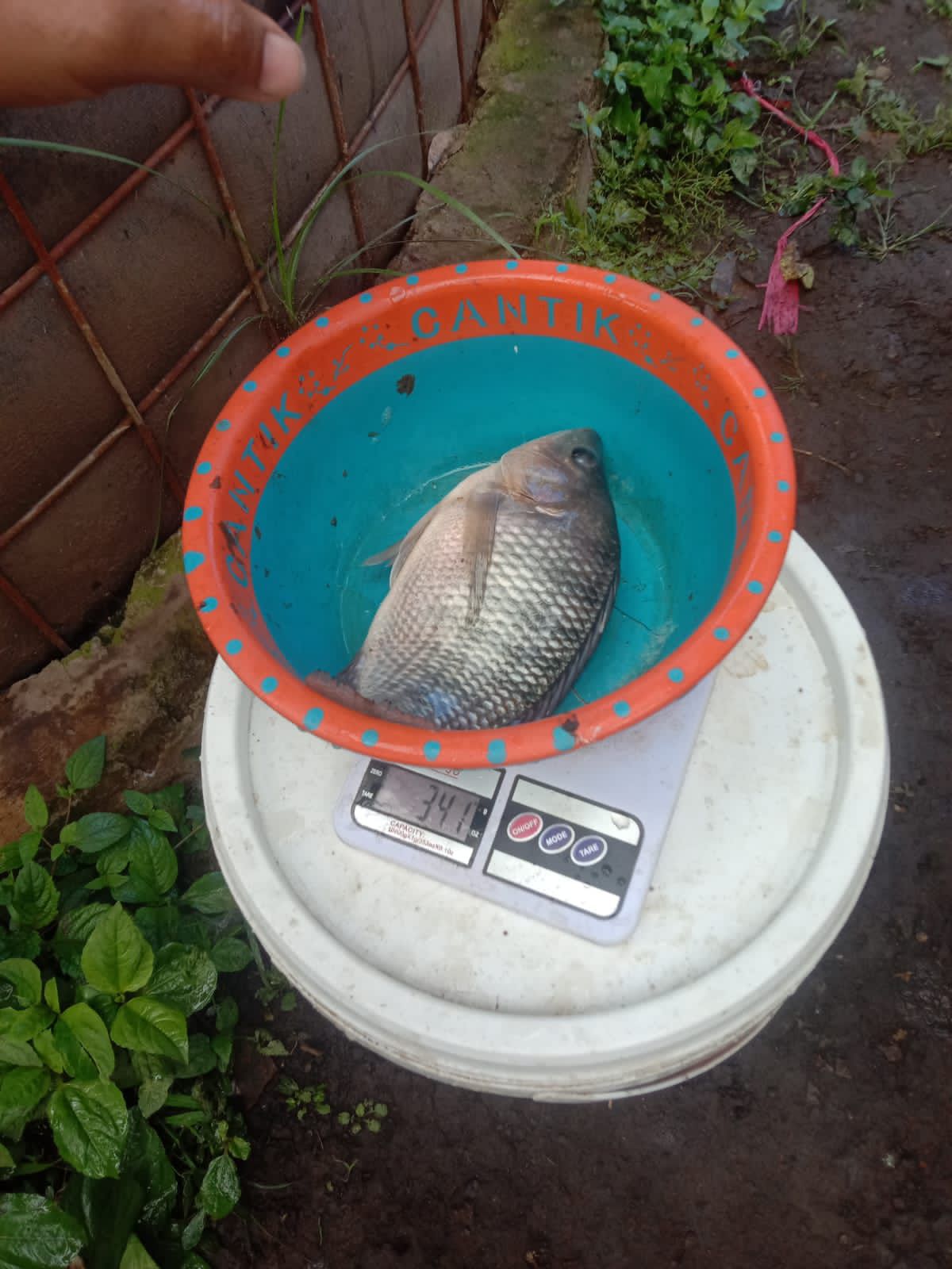 Tilapia Segar Indonesia