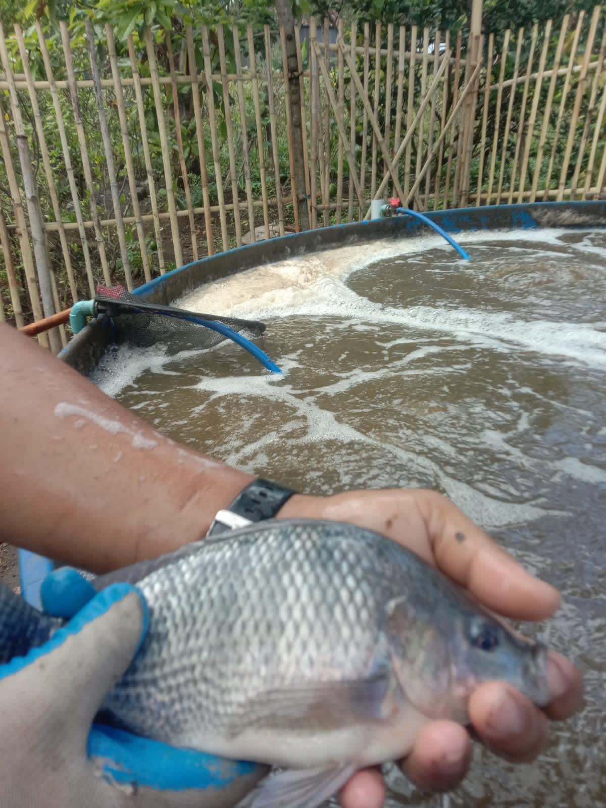 Tilapia Segar Indonesia
