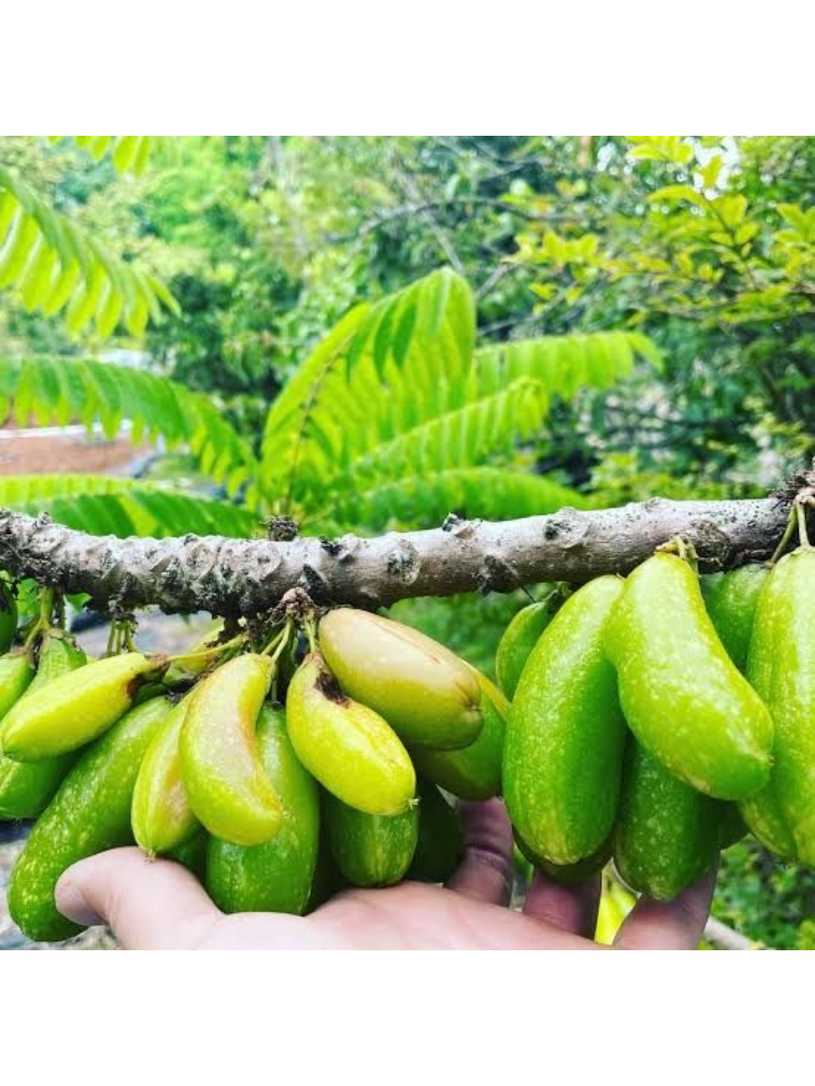 Promosi Starfruit Delight