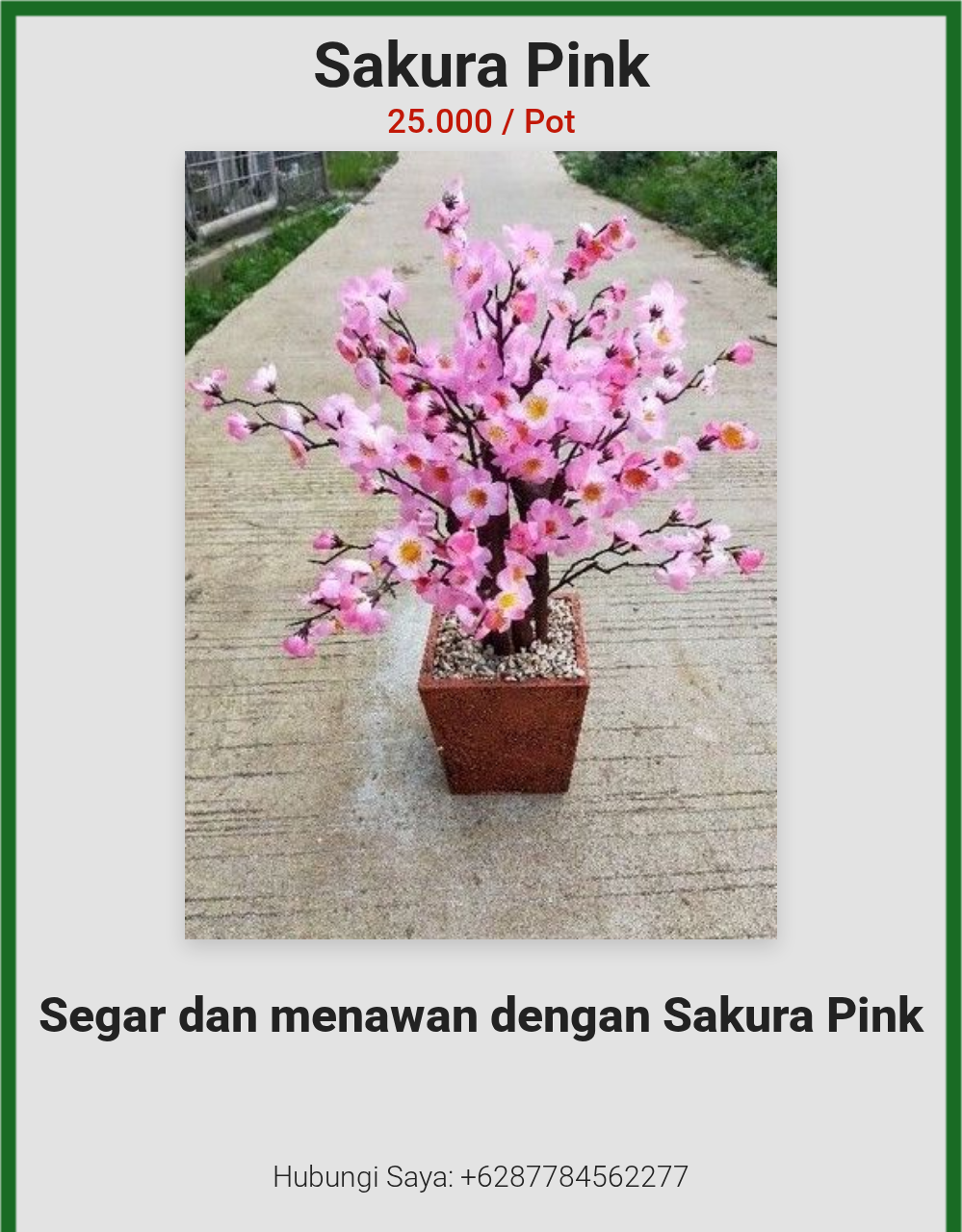 Sakura Pink