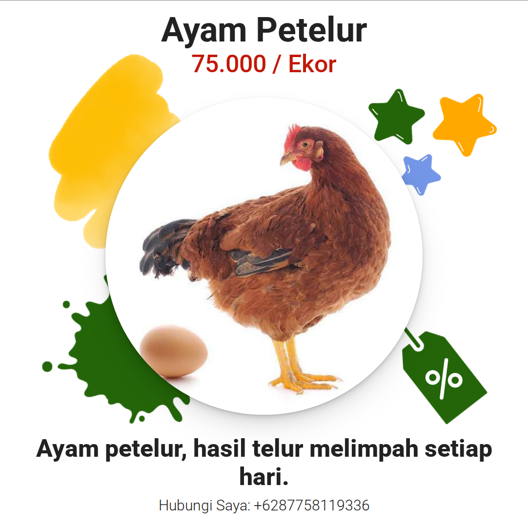 Ayam Petelur