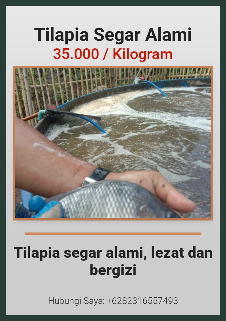 Tilapia Segar Alami