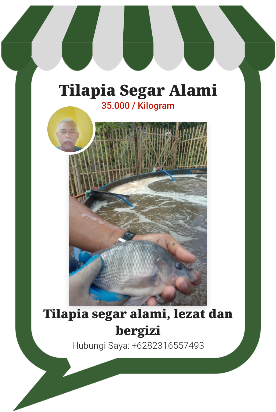 Tilapia Segar Alami