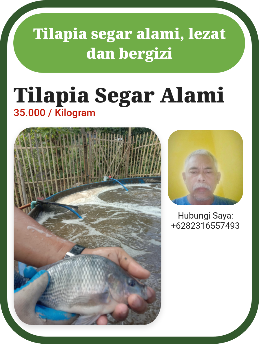 Tilapia Segar Alami