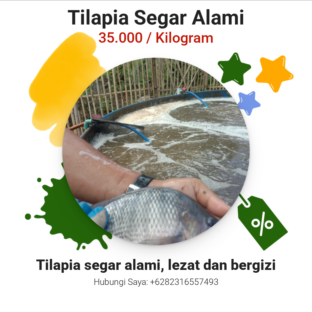 Tilapia Segar Alami