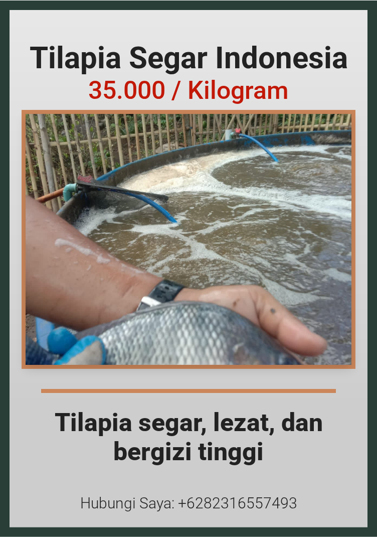 Tilapia Segar Indonesia