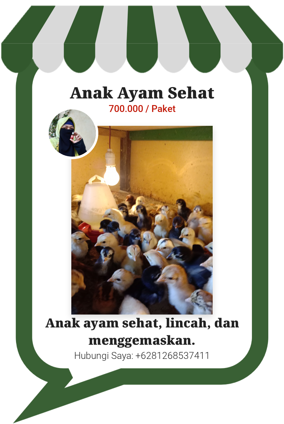 Anak Ayam Sehat